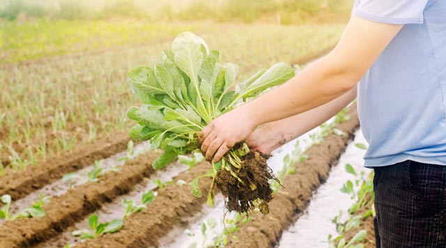 Should I Buy Organic Fruits and Vegetables? Your Ultimate Guide
