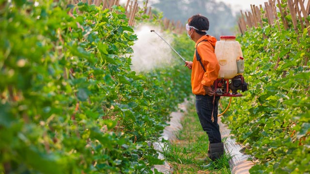 Should I Buy Organic Fruits and Vegetables? Your Ultimate Guide